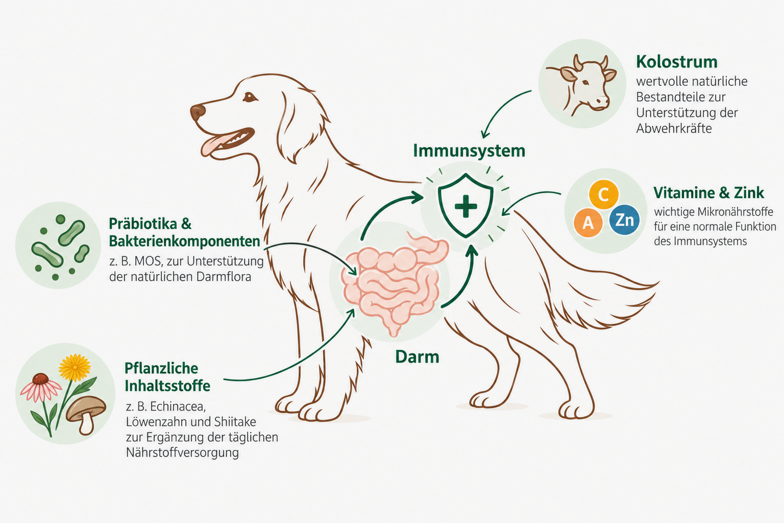 Pic_Immunsystem